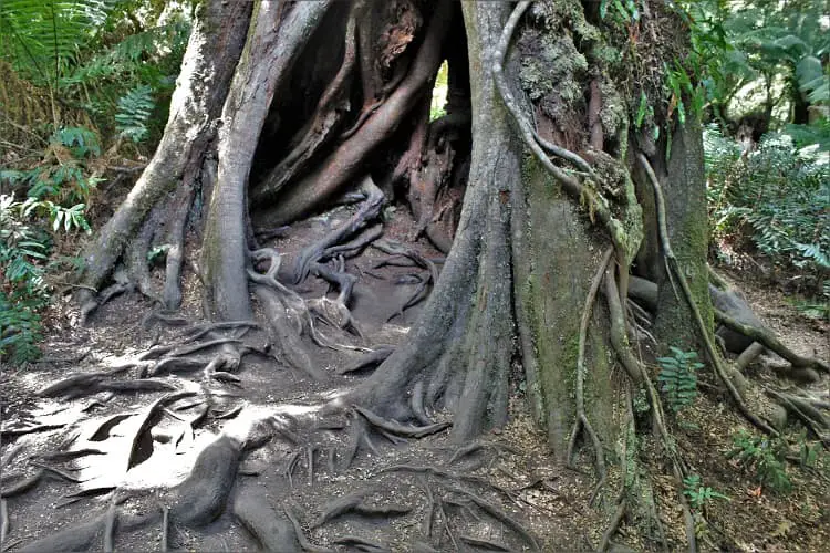 Ancient trees at Maits Rest, Australia.