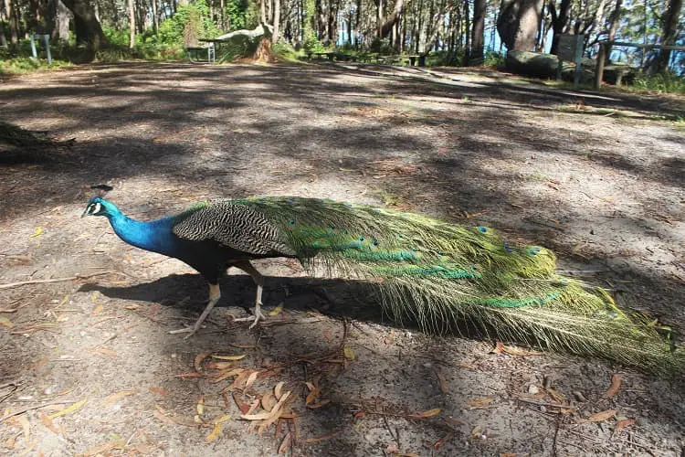 Discover Booderee National Park, Jervis Bay NSW. Enjoy camping, hiking and beautiful beaches like Murrays Beach and Green Patch Beach.