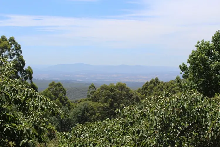 Beautiful trees and hills at the Dandenong Ranges in Victoria.