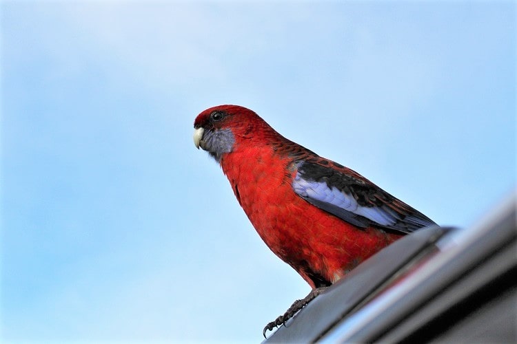 A rosella at Wilsons Prom.