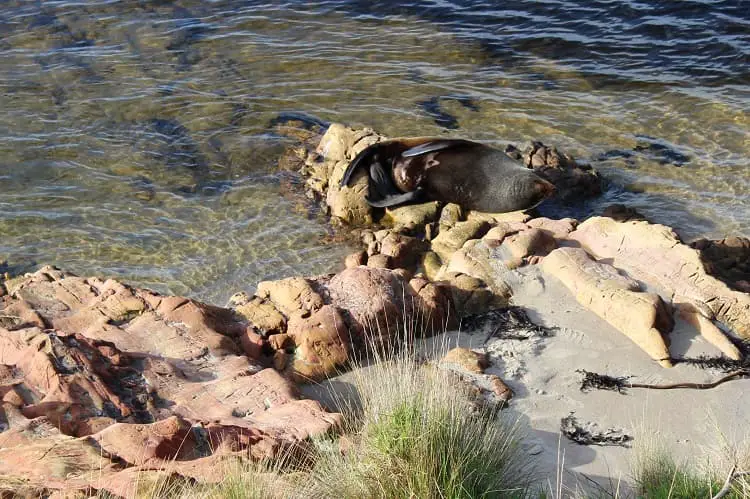Australian Sea lion sunbathing in Mallacoota, Victoria.
