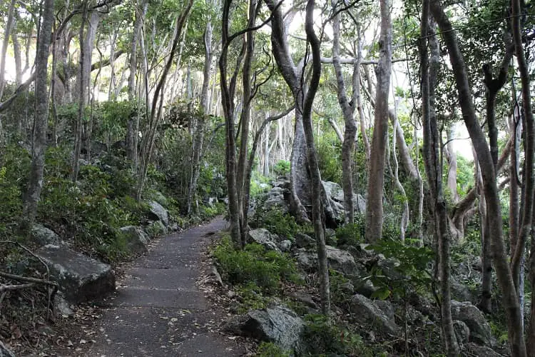 Walking track in Burleigh Head National Park.