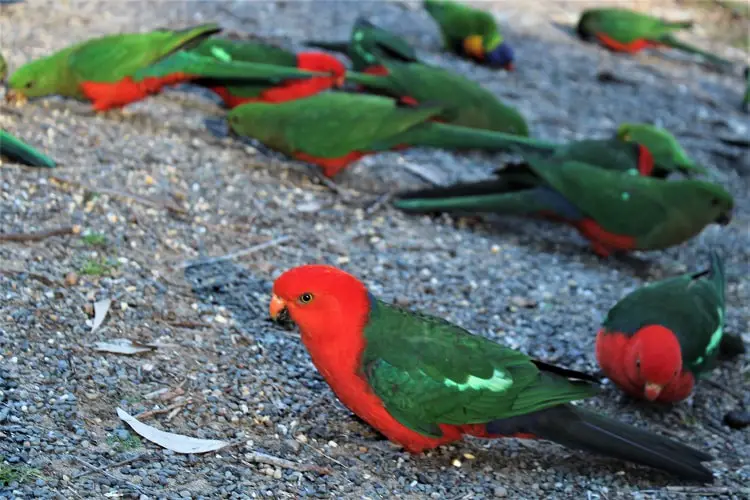 Bird feeding at Pebbly Beach NSW