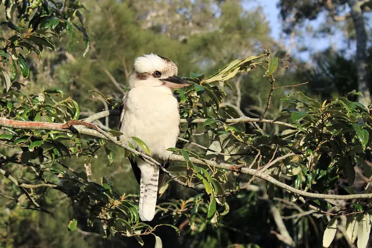 Wildlife in Myall Lakes National Park Australia.