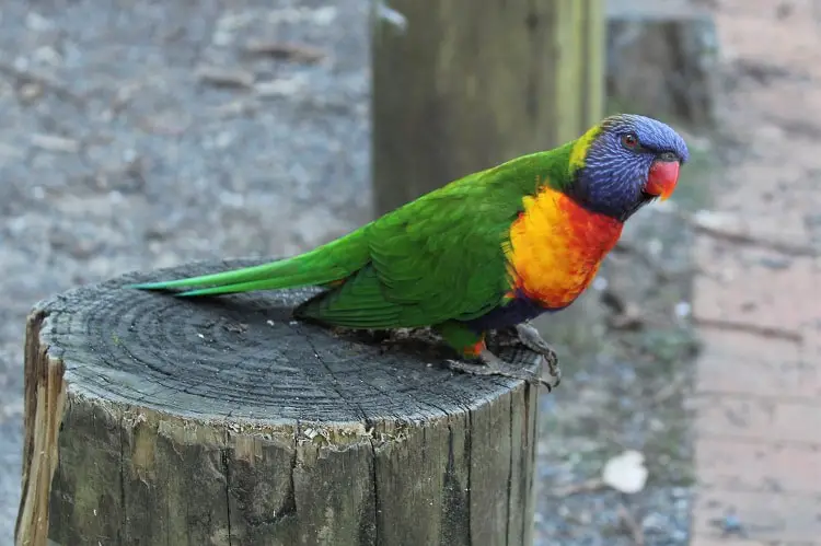 Lorikeet at Pebbly Beach, Murramarang National Park