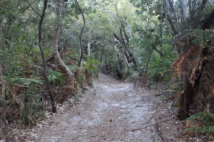 Walking track to Mungo Beach Australia.