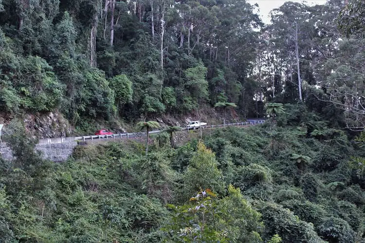 Driving through Dorrigo rainforest.