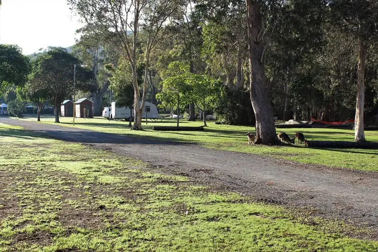 Big4 Sunshine camping: kangaroos grazing on the grass.