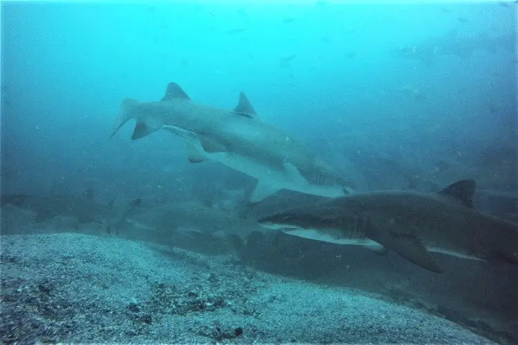 Grey nurse sharks at Fish Rock Cave in South West Rocks.