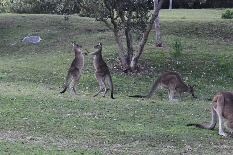 Kangaroo fight at Trial Bay, NSW, Australia.