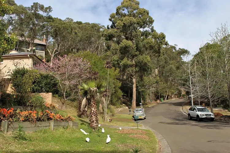 A gorgeous leafy street up in Sydney's St Ives suburb.