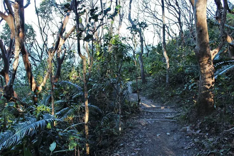 Whites Beach walking track near Byron Bay, NSW.