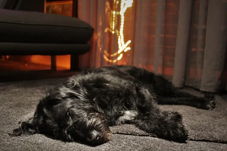  A sleeping dog in a house sit in Australia.