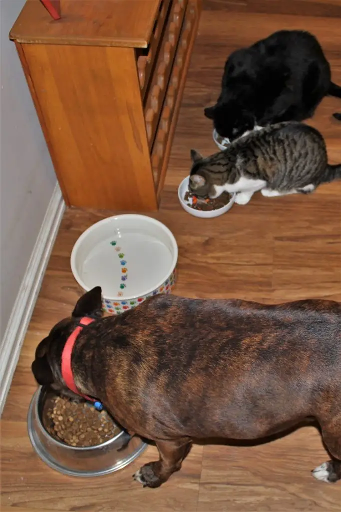 A dog and two cats being fed on a luxury house sit in Perth, Australia.