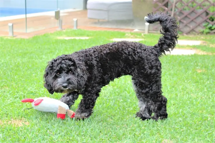 A black cavoodle puppy being looked after on a paid house sit in Sydney's Inner West.