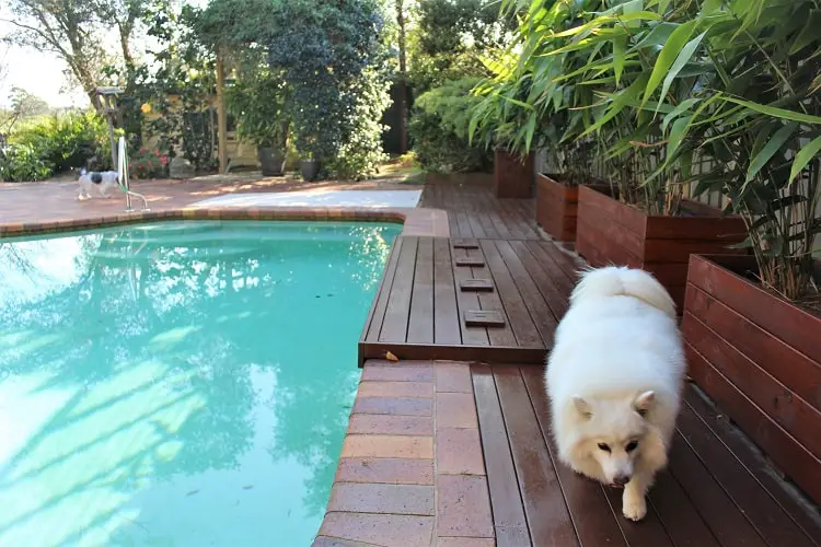 A Japanese Spitz dog by a swimming pool on a paid house sit through Madpaws in Sydney.