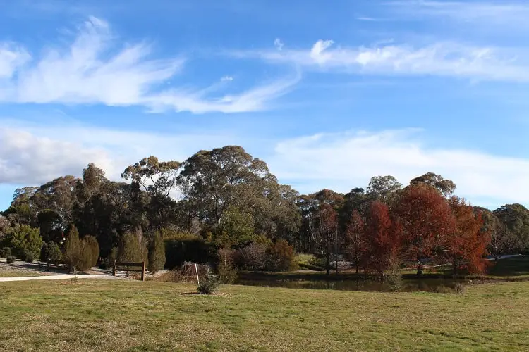 Pretty red trees and blue sky at Orange Botanic Gardens.