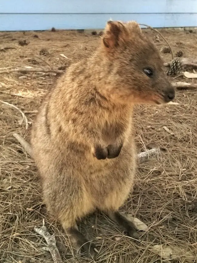 A very cheeky Rottnest Island quokka!