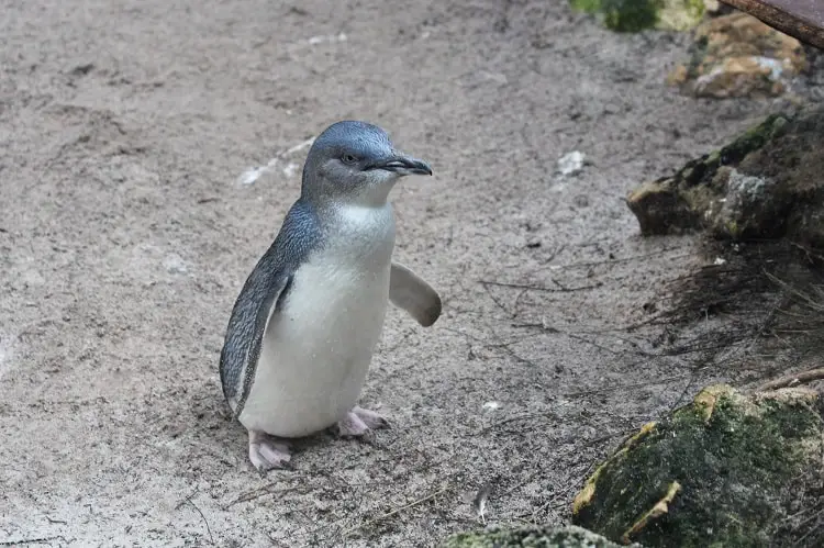 An Australian Little Penguin at Perth Zoo.