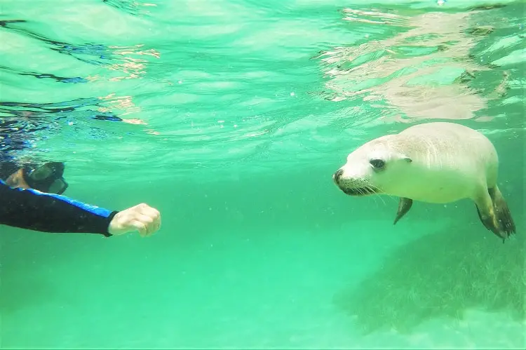 A snorkeller and sea lion on the Baird Bay Eco Ocean Experience.