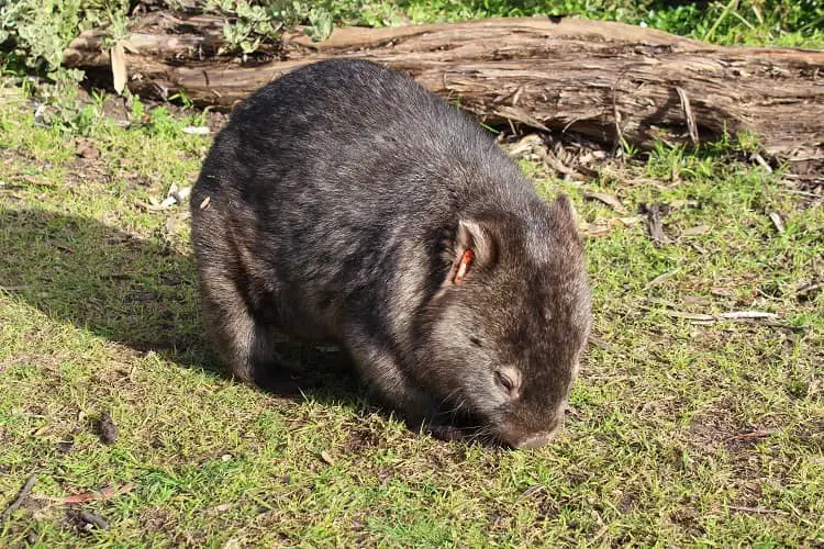 A wombat at Tidal River Campground, Victoria.