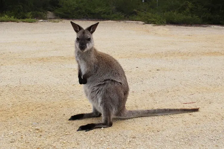 A very cute Bennett's Wallaby in Tasmania.