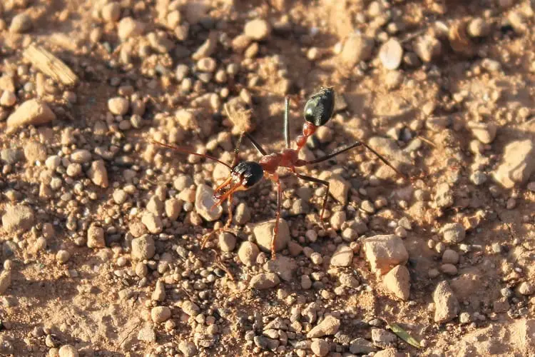 A close-up shot of a large Bull Ant in Australia - an Australian animal with a sharp sting.