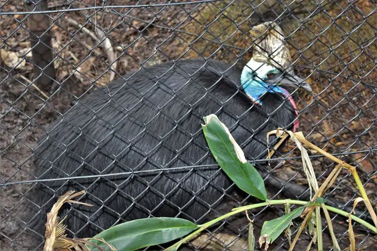 A cassowary, one of Australia's native birds.