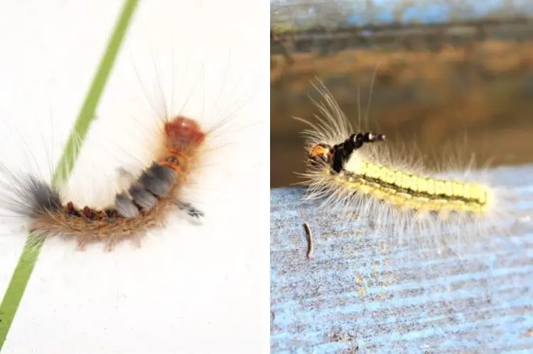 Two hairy caterpillars in Australia.