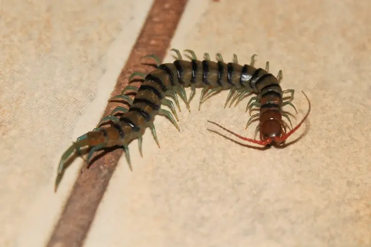 A venomous centipede in Australia.