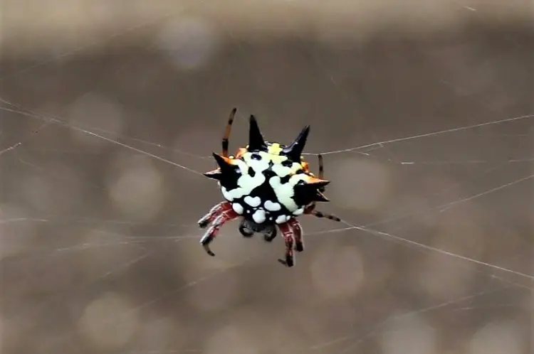 A weird Christmas Spider near Perth - one of the most unusual types of Australian wildlife.