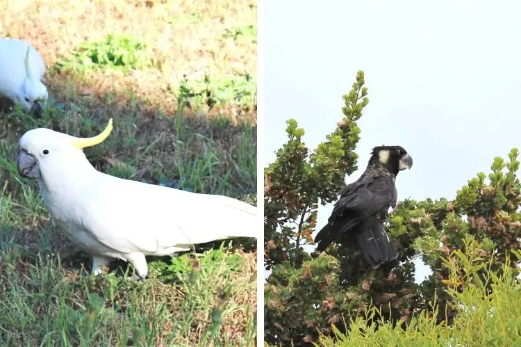 Two types of cockatoo in Australia.