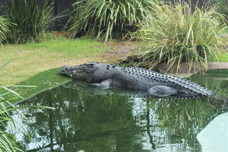 A crocodile at Perth Zoo.