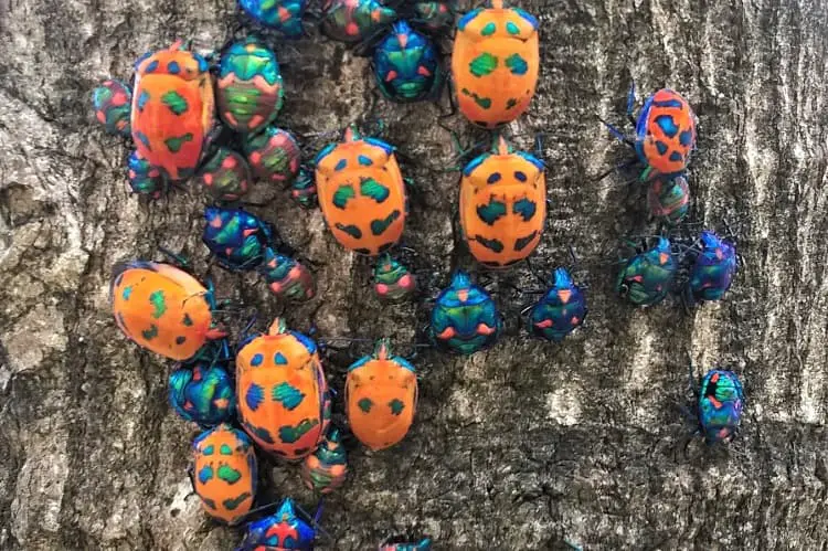 Beautiful Jewel Bugs on a tree in Sydney.