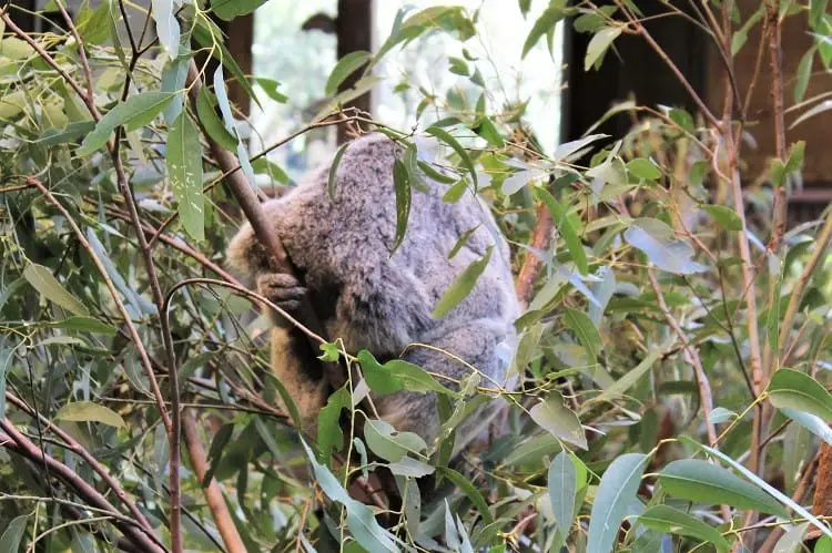 A well-known animal in Australia: the koala, sleeping up a tree.