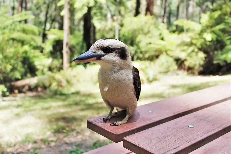 A kookaburra in the Dandenong Ranges near Melbourne.