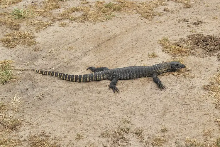 A tree goanna in Western Australia. Also known as a lace monitor.