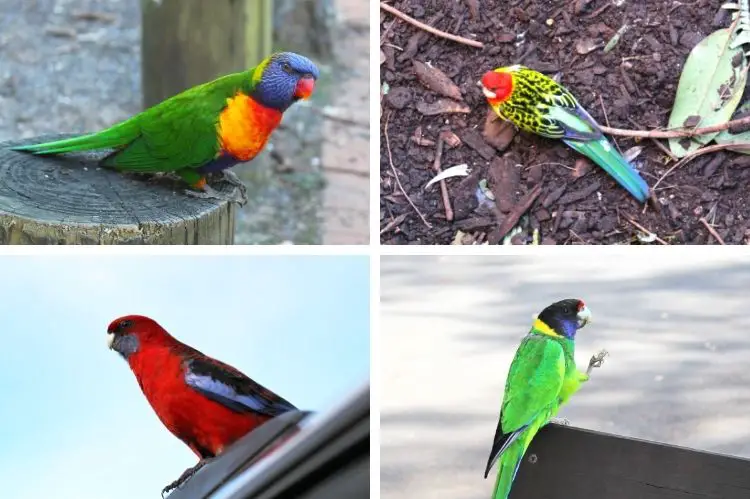 Four types of Australian parrots.