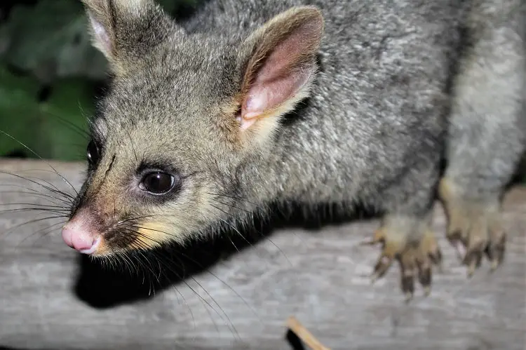 A brushtail possum at Mount Gambier, a hotspot for Australian wildlife.