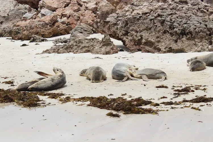 Australian Sea Lions basking on a beach at Baird Bay, South Australia.