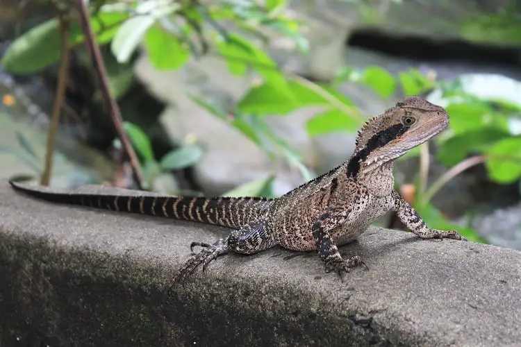 An Eastern Water Dragon in Vaucluse, Sydney, Australia.