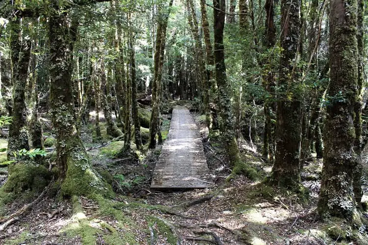 Mossy green rainforest on the Narcissus Bay walk from Lake St Clair. This is a top destination on a Tasmania drive itinerary.