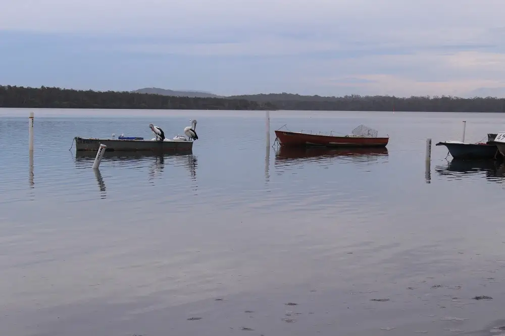 Pelicans on a boat on a murky day at Wallis Lake in Green Point village, New South Wales.