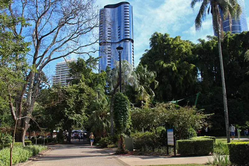 Beautiful trees with a backdrop of skyscrapers in Brisbane City Botanic Gardens.
