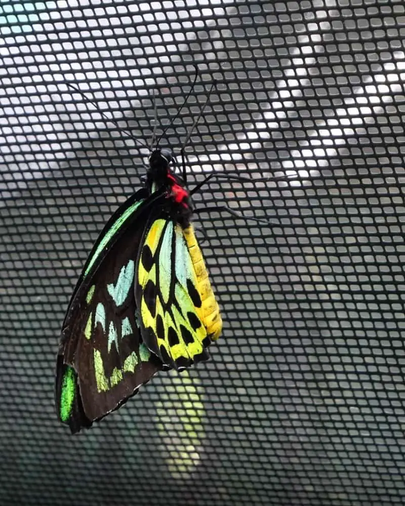 Beautiful black, green and yellow butterfly at the Australian Butterfly Sanctuary in Kuranda Village.