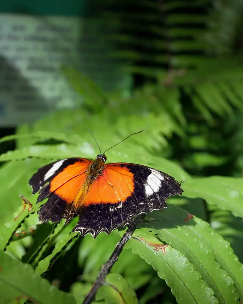 Red Lacewing butterfly at the Cairns Butterfly sanctuary, Queensland.