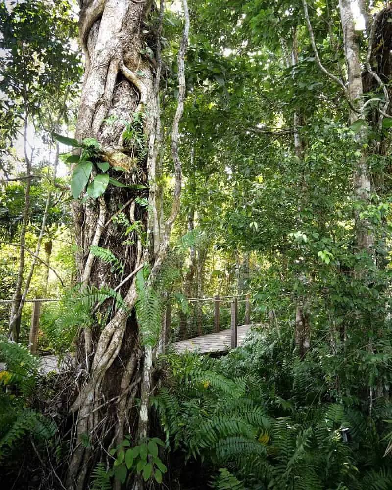 Gnarled old tree and boardwalk on the Red Peak rainforest walk, a stop on the skyrail Kuranda day trip.