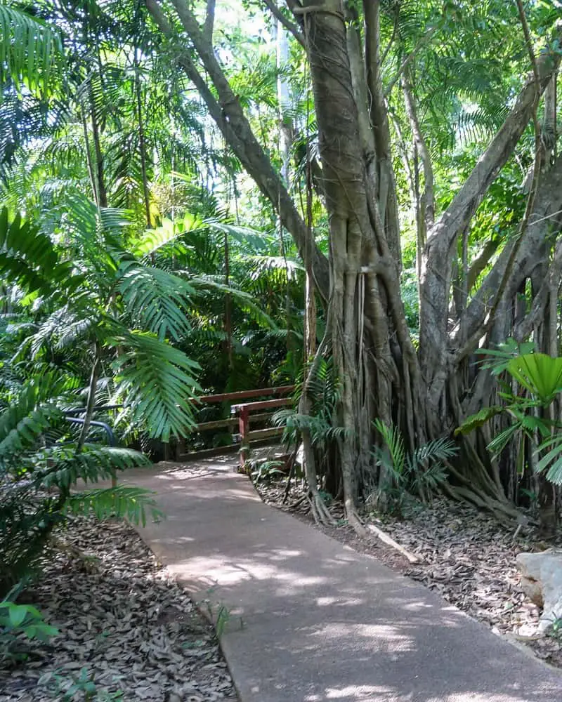 Banyan tree in Darwin Botanic Gardens.