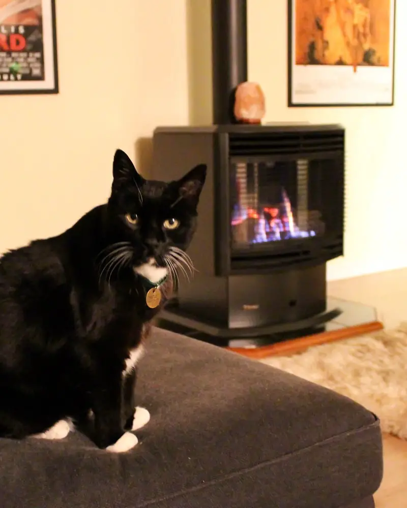 Cute black cat and a fireplace at a Perth house and pet sit in Australia.