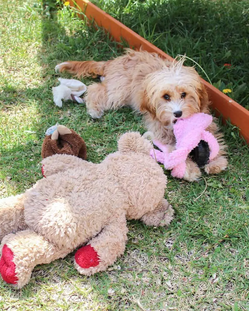 Cute cavoodle puppy at a pet sit through Aussie House Sitters Perth.